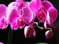 Phalaenopsis