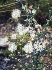 Olearia ramosissima