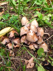 Coprinellus micaceus
