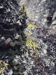 Dendrobium linguiforme