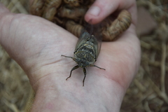 Lyristes plebejus