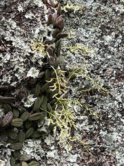 Dendrobium linguiforme
