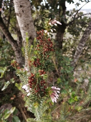 Erica multiflora