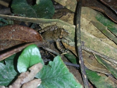 Limnonectes microdiscus