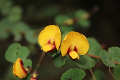 Bossiaea webbii