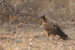 Necrosyrtes monachus
