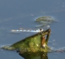Austrolestes annulosus