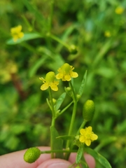 Ranunculus sceleratus