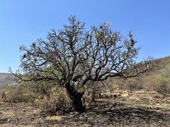 Cussonia natalensis