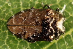 Trachys minutus