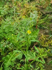 Ranunculus sceleratus