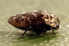 Trachys minutus