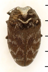 Trachys minutus