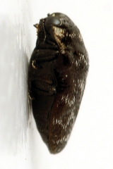 Trachys minutus