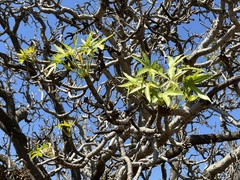 Cussonia natalensis