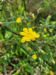 Hibbertia furfuracea