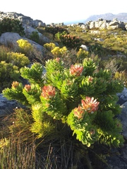 Mimetes fimbriifolius