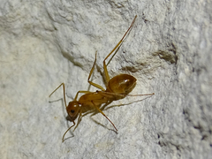 Camponotus festinatus