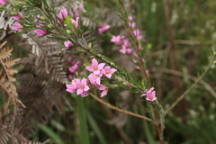 Boronia stricta