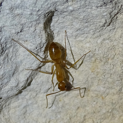 Camponotus festinatus