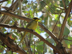 Lichenostomus melanops