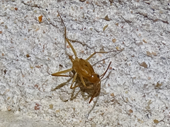 Camponotus festinatus