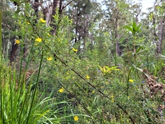 Hibbertia furfuracea