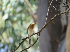 Myiagra rubecula