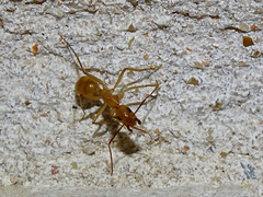 Camponotus festinatus
