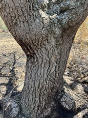 Cussonia natalensis