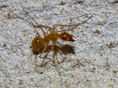 Camponotus festinatus