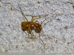 Camponotus festinatus