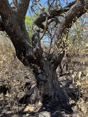 Cussonia natalensis