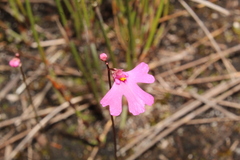 Utricularia multifida