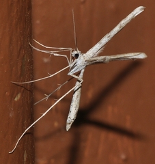 Agdistis tamaricis
