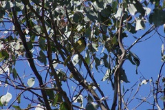 Nesoptilotis leucotis