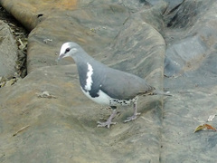 Leucosarcia melanoleuca