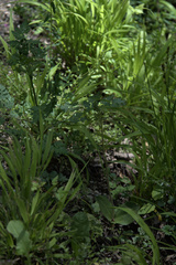 Neottia ovata