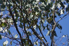 Nesoptilotis leucotis