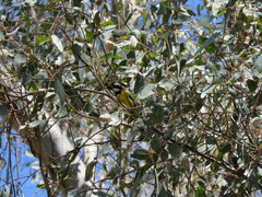 Falcunculus frontatus