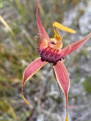 Caladenia