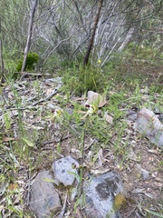 Caladenia tentaculata