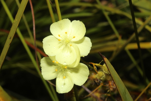 Drosera sulphurea
