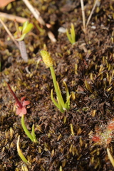 Phylloglossum drummondii