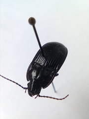 Abax ovalis