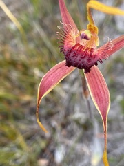 Caladenia