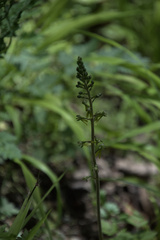 Neottia ovata
