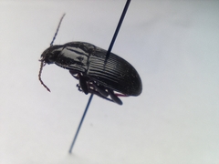 Abax ovalis