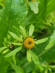 Bidens tripartita