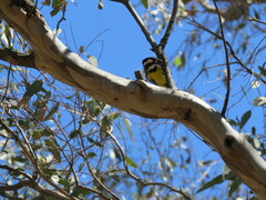 Falcunculus frontatus